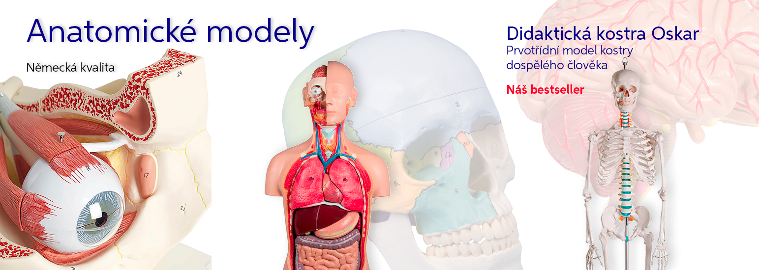 Anatomické modely Anatomické modely