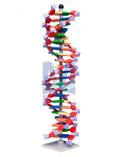 Mini DNA - 22 vrstev Mini DNA - 22 vrstev