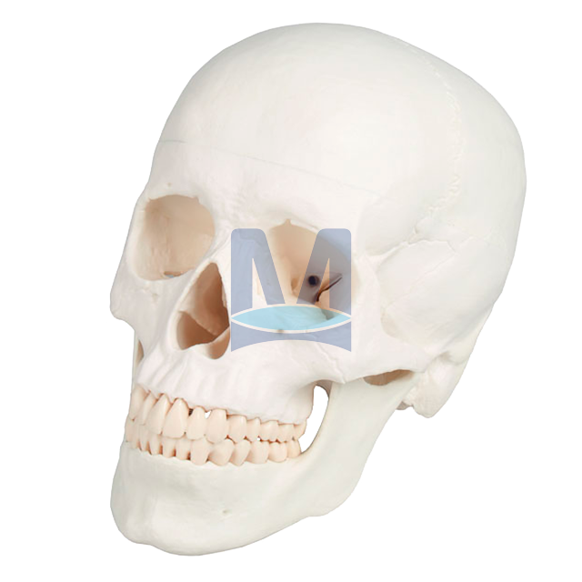 Model lebky, 3 části