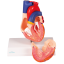 Dvoudílný model srdce