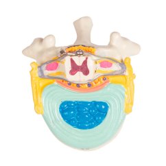 Dvoupohlavní torzo, 27 částí - hrudní obratel