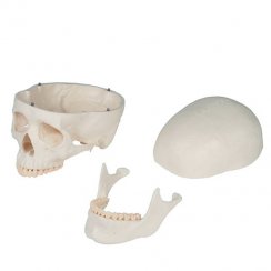 Model kostry Oskar - rozložená lebka