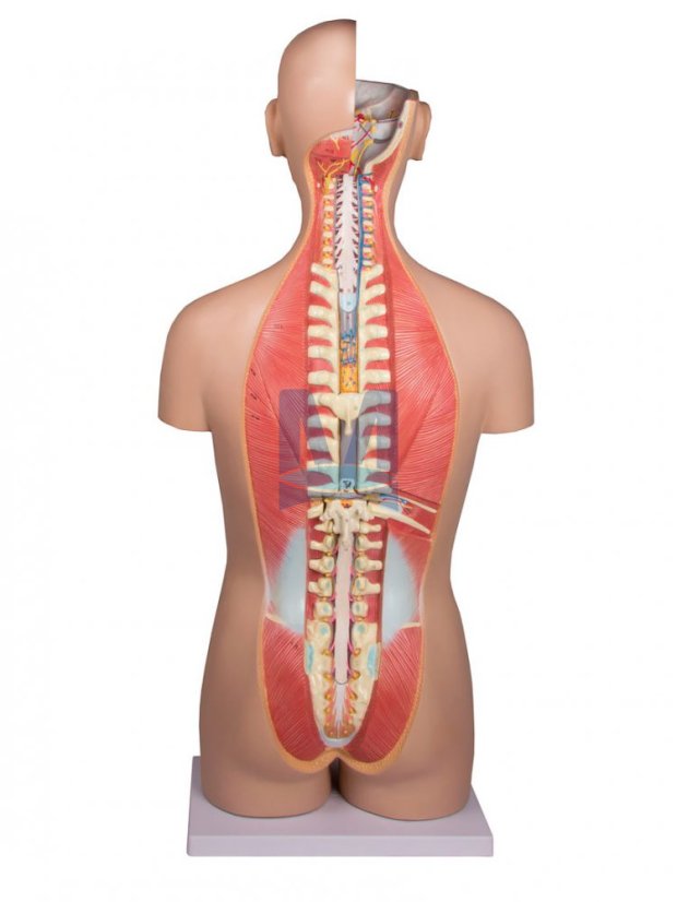 Dvoupohlavní torzo, 27 částí - zadní část