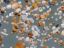 Rozsivky: zvětšení objektivu 4×, spodní a horní osvětlení