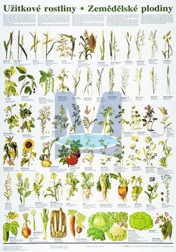 Užitkové rostliny - zemědělské plodiny
