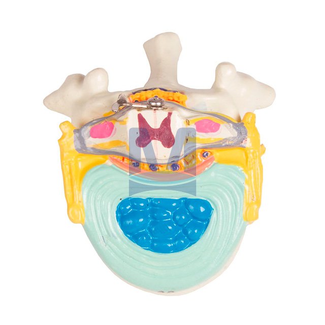 Dvoupohlavní torzo, 27 částí - hrudní obratel