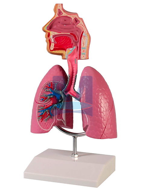 Model dýchací soustava člověka Model dýchací soustava člověka