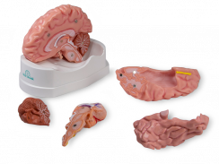 Model mozku, 5 částí - rozložený