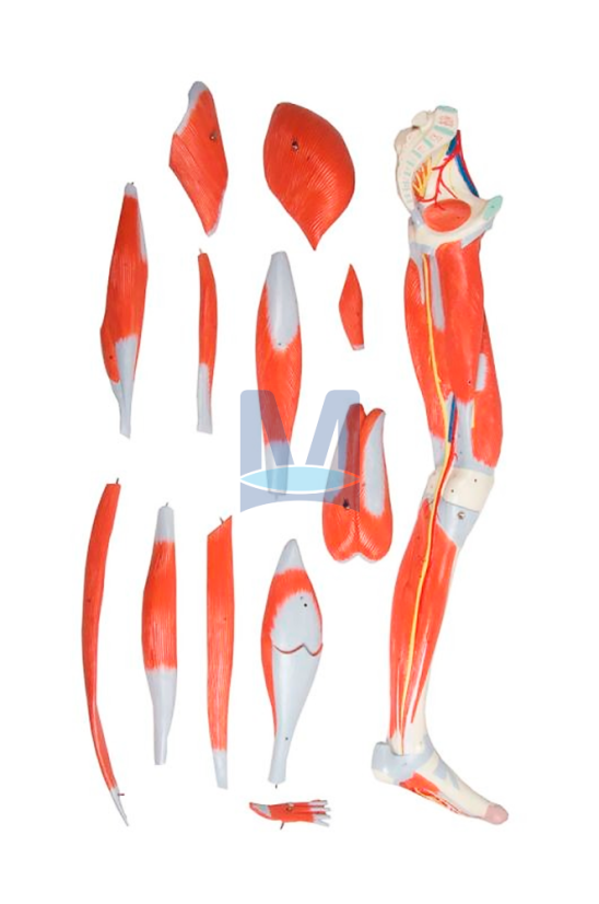 Svaly dolní končetiny, 13 částí – rozložený model