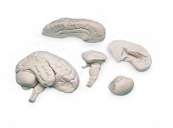 Model mozku, 8 dílů