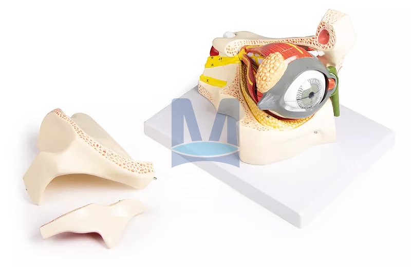 Model oka s očním víčkem v oční jamce, 13 částí