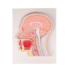 Mediánní řez lidskou hlavou