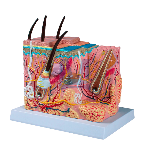 Model kůže