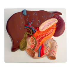 Model jater se žlučníkem, slinivkou a dvanáctníkem