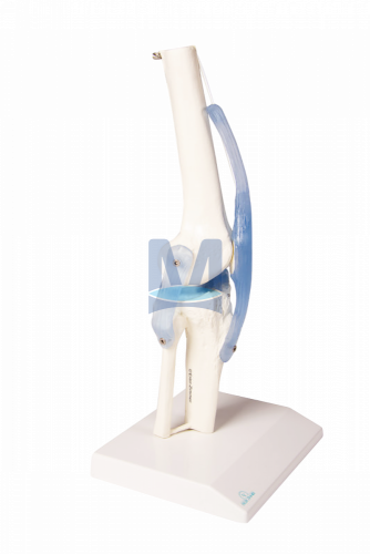 Model kolenního kloubu s vazy