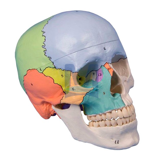 Model lebky barevný, 3 části Model lebky barevný, 3 části