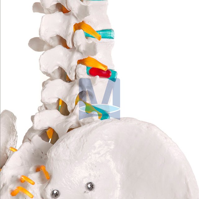 Model kostry Oskar - detail