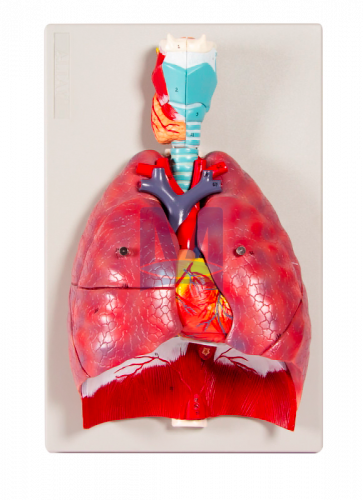 Model dýchací soustavy - 7 dílů