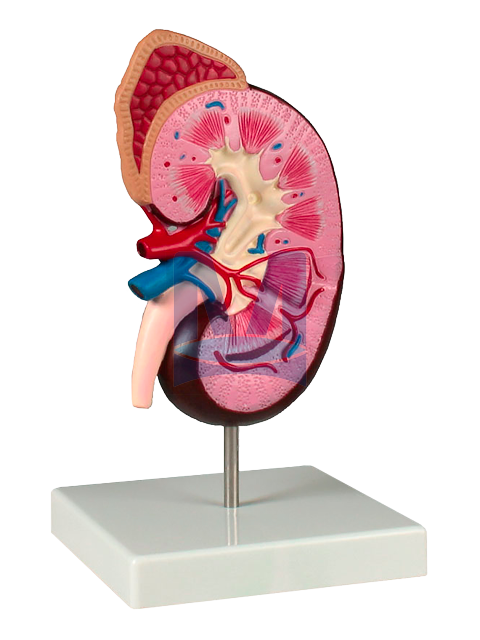 Model ledviny dvakrát zvětšený Model ledviny dvakrát zvětšený