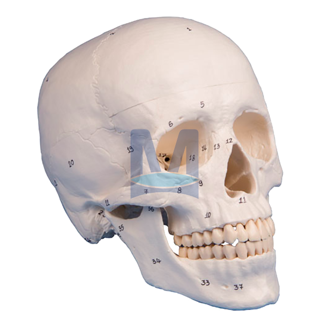 Model lebky s očíslovanými kostmi, 3 části