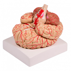Model mozku devět částí