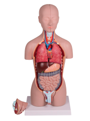 Minitorzo dvoupohlavní, 16 částí