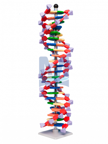 Mini DNA - 22 vrstev