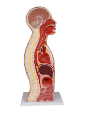 Torzo NG sondy a tracheostomie