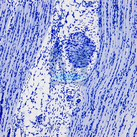 Mikroskopické preparáty – školní sada č. 1, 25 ks