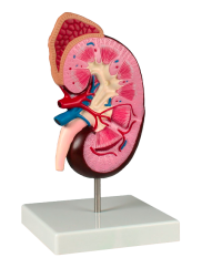 Model ledviny dvakrát zvětšený