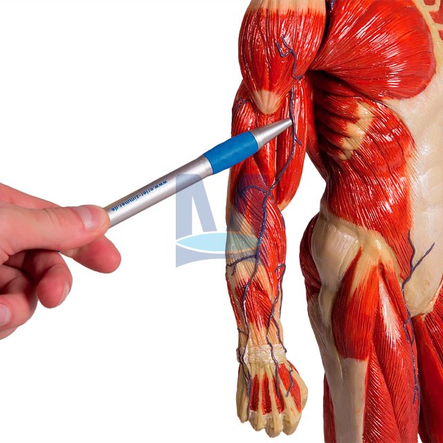 Model svalstva - detail