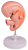 Model lidského embrya, 4 týdny