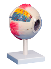 Model oka, šestkrát zvětšený, 6 částí