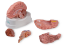 Model mozku, 5 částí - rozložený