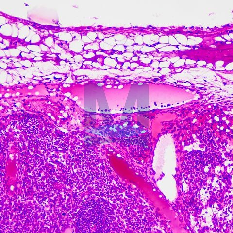 Mikroskopické preparáty – školní sada pro histologii č. 2, 23 ks