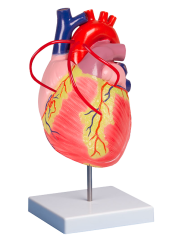 Model srdce s bypassem, dvakrát zvětšeno