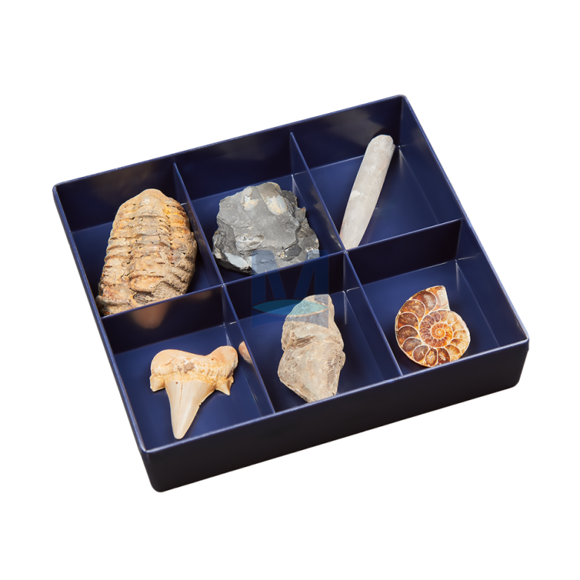 Fosílie – sada 6 kusů