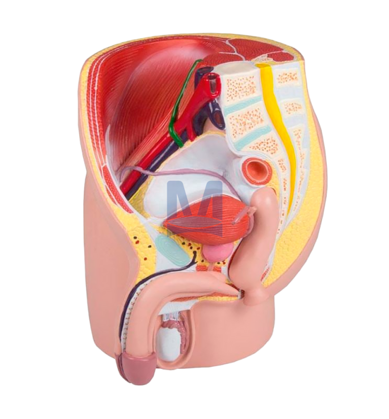 Model mužské pánve v životní velikosti