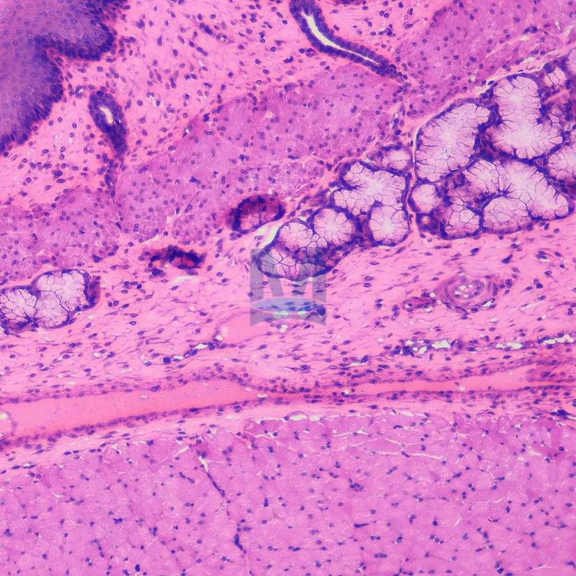 Mikroskopické preparáty – školní sada pro histologii č. 1, 23 ks