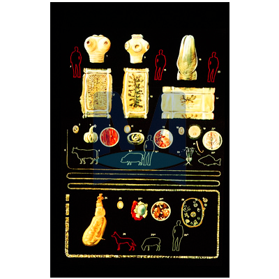 Střevní paraziti I